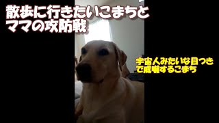 催促が激しいラブラドールレトリバー【こまちの日常動画】