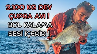 3.100 KG DEV  ÇUPRA AVI / BOL KALAMA SESİ İÇERİR !!!