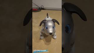 ソニーのロボット犬aiboを他の犬たちから守る柴犬 #shorts