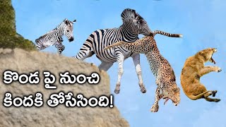 జంతువులు తమను వేటాడే జంతువులని ఎదుర్కోవలసి వచ్చినప్పుడు?// when animals face opponent hunter.