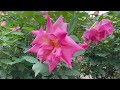 【4k】雨上がりの京成バラ園 2024年4月30日の開花状況 april 30 2024 early blooming roses　japanese rose garden