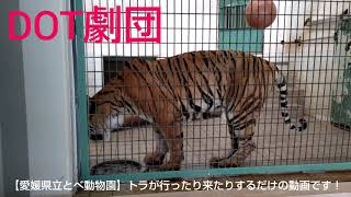 【愛媛県立とべ動物園】トラが行ったり来たりするだけの動画です！