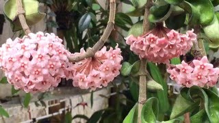 HOYA CARNOSA WITH MANY BLOOMS / CARE TIPS TO BLOOMING HOYA