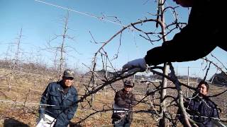 130108果樹研究会～1338高密植新わい化栽培整枝剪定交流会