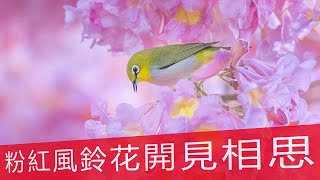 20220110粉紅風鈴見相思