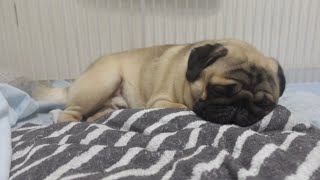 【パグと添い寝】またまた天使が舞い降りました【パグpugのパンチくん】