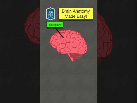 Brain anatomy and functions explained in 60 seconds! [Nursing, NCLEX Made Easy]