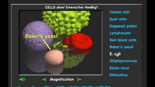 Cell Size: Exploring cells alive