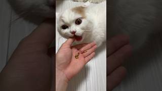 飼い主の指をご飯だと勘違いして食べちゃった猫 #shorts