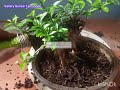 repotting bonsai jeruk swiss mame