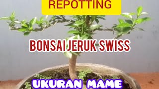 REPOTTING BONSAI JERUK SWISS MAME