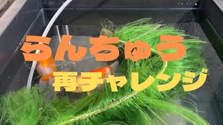 【らんちゅう】やっぱり難しいので採卵に再チャレンジ！