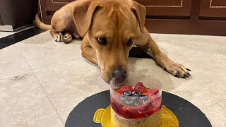 Pet fresh food cake for dogs, super easy to make, try it together