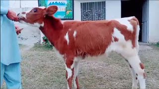 Imported Red Friesian and Pure Jersey Bachrian For Sale Location Gondal Attock December 2023