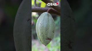 চকলেট তৈরি হয় যে ফল দিয়ে #fruits #cocoa #Bangladesh