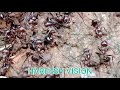 കുനിയൻ ഉറുമ്പുകൾ kuniyan ants