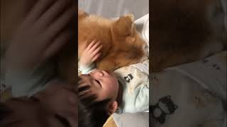 秋田犬の梅ちゃん。流行りな姉弟💗