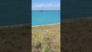 Iguana Shaking Head | Aquamarine Waters of Biscayne Bay, Florida