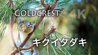 野鳥撮影・ 【野鳥動画】公園に「キクイタダキ」登場・4K