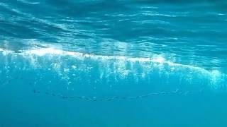 underwater video of cast net fishing for sardines