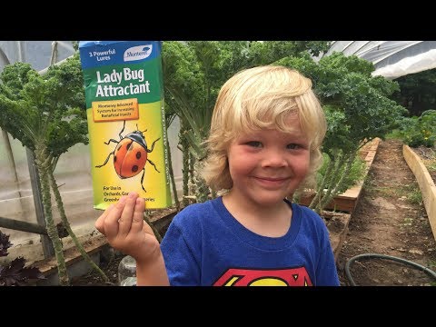 How to Attract Ladybugs How to Attract Ladybugs