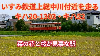 桜や菜の花に囲まれた上総中川付近を走るいすみ鉄道キハ20、キハ52