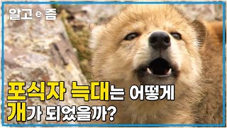 최상위 포식자 늑대는 어떻게 사람 손에 길들여져 개가 되었을까?│세상에 나쁜 개는 없다│알고e즘