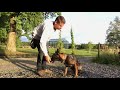 part 1 training sit and freeze as indication for scent detection dogs.