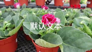 【特稿】乙巳蛇年近在眉睫 正是年花盛开时 你逛花市了吗？#大柔佛三分钟#星洲日报#星洲日报大柔佛社区报