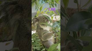 [koala-log] 食いしん坊なきんときくん🐨 #コアラ #koala #cute #fluffy #きんとき #kintoki #animals #動物 #多摩動物公園 #無尾熊 #코알라