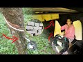 How NATURAL RUBBER (LATEX) is Extracted and Processed from Hevea Trees on the Farm