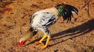 Amazing Roosters