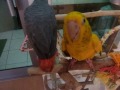 ヨウムにカキカキするニョオウインコ（エキゾチックサプライ）