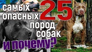 25 самых опасных пород собак и почему?(16+)