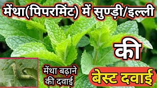 मेंथा में सुण्ड़ी की दवाई |Mentha Kaise Badhaye|Mentha Me Sudhi Ki Best Dawai |