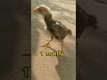 aseel chicks transformation chicks to rooster shortvideos aseelmurga aseelchicks