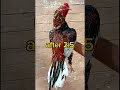 aseel chicks transformation chicks to rooster shortvideos aseelmurga aseelchicks