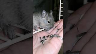 Sweet little Baby Degu🙈🙈🙈 DAY 18‼️‼️ the life of degus💕💕 #funny #animals #degu #shorts