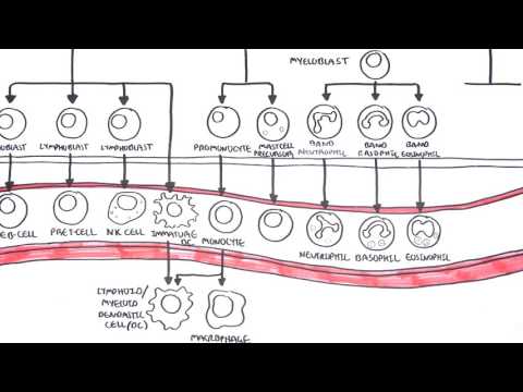 What is the primary hematopoietic tissue?