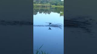 Kingfisher Dives After Fish