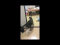 【犬化した猫】犬のようにおもちゃを持ってくる空くん。