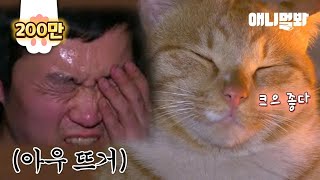 시원하게 땀 빼고 먹는 츄르맛이 최고라는 찜질 고양이 선생ㅣCat Brothers Obsessed Over Charcoal Sauna Being So K-Cat