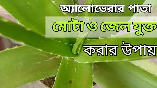 অ্যালোভেরার পাতা কিভাবে মোটা ও জেল যুক্ত করবেন Aloe Vera plant care tips/ অ্যালোভেরা গাছের যত্ন/