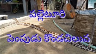 Palletoori pempudu kondachiluva , కొండచిలువ , big sneak