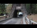 The Chandelier Tree - Drive Thru Redwood