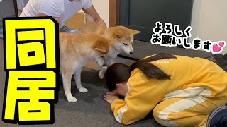 今日から娘と柴犬姉妹が一緒に実家で暮らし始めました