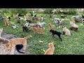 Thousand Of Cats And Their Own Kingdom  - ElephantNews