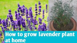 How to grow lavender at home | How to care for lavender plant in hindi