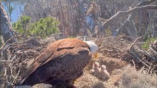 Afternoon and evening of February 2 in the nest of Andria II and Alex II bald eagle KNF E-3 Nest Cam