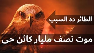 طائر النار الذى حذر منه الرسول وكان أكبر مسبب لحرائق أستراليا | شاهد طائر الحدأة وهو يشعل النار